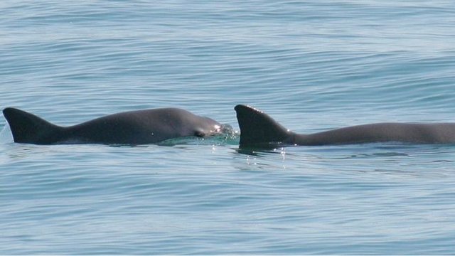 تلاش دلفین‌های نیروی دریای آمریکا برای بقای گرازماهی‌ها