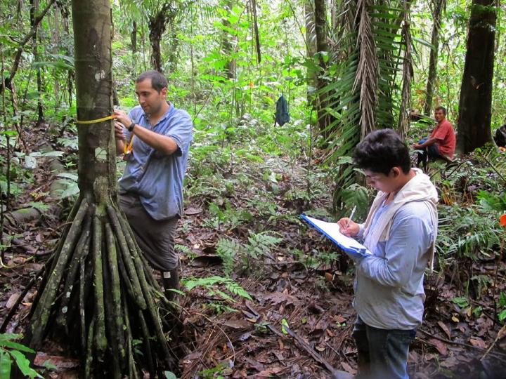 انگیزه‌های مالی می‌تواند تنوع زیستی جنگل‌های استوایی را حفظ کند