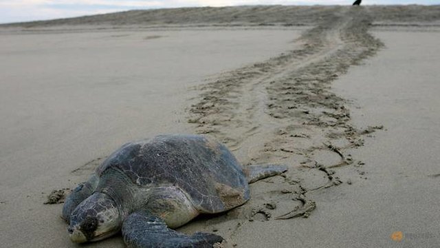 مرگ مشکوک بیش از ۱۰۰ لاک پشت در سواحل مکزیک