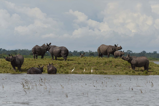 وسعت عجیب ششمین دوره انقراض بزرگ حیوانات