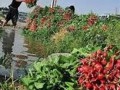 ایران جزو ۵ کشور دارای بیشترین آبیاری با فاضلاب