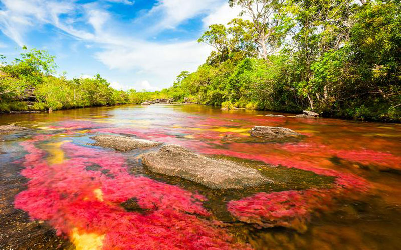 رودخانه کانیو کریستالس، رودخانه رنگین کمانی در کلمبیا (+عکس)