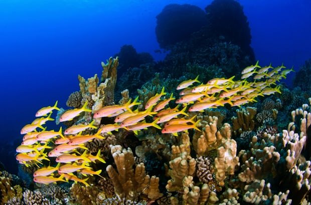 احداث یکی از بزرگترین پارک‌های آبی در اقیانوس آرام