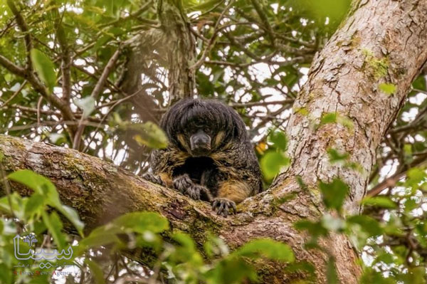 حیوانی که پس از 80 سال بار دیگر در آمازون دید شد! (+عکس)