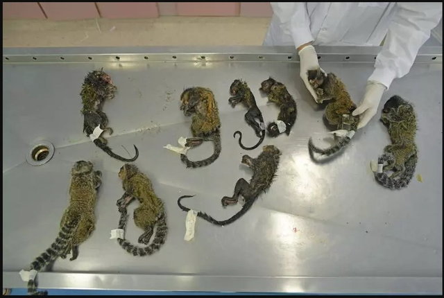 ترس از شیوع تب زرد و کشتار غیرقانونی میمون‌ها در برزیل