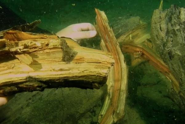 کشف جنگل سرو ۶۰ هزار ساله زیرآبی در مکزیک