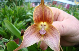  ارکیده صورت میمونی